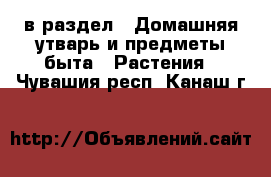  в раздел : Домашняя утварь и предметы быта » Растения . Чувашия респ.,Канаш г.